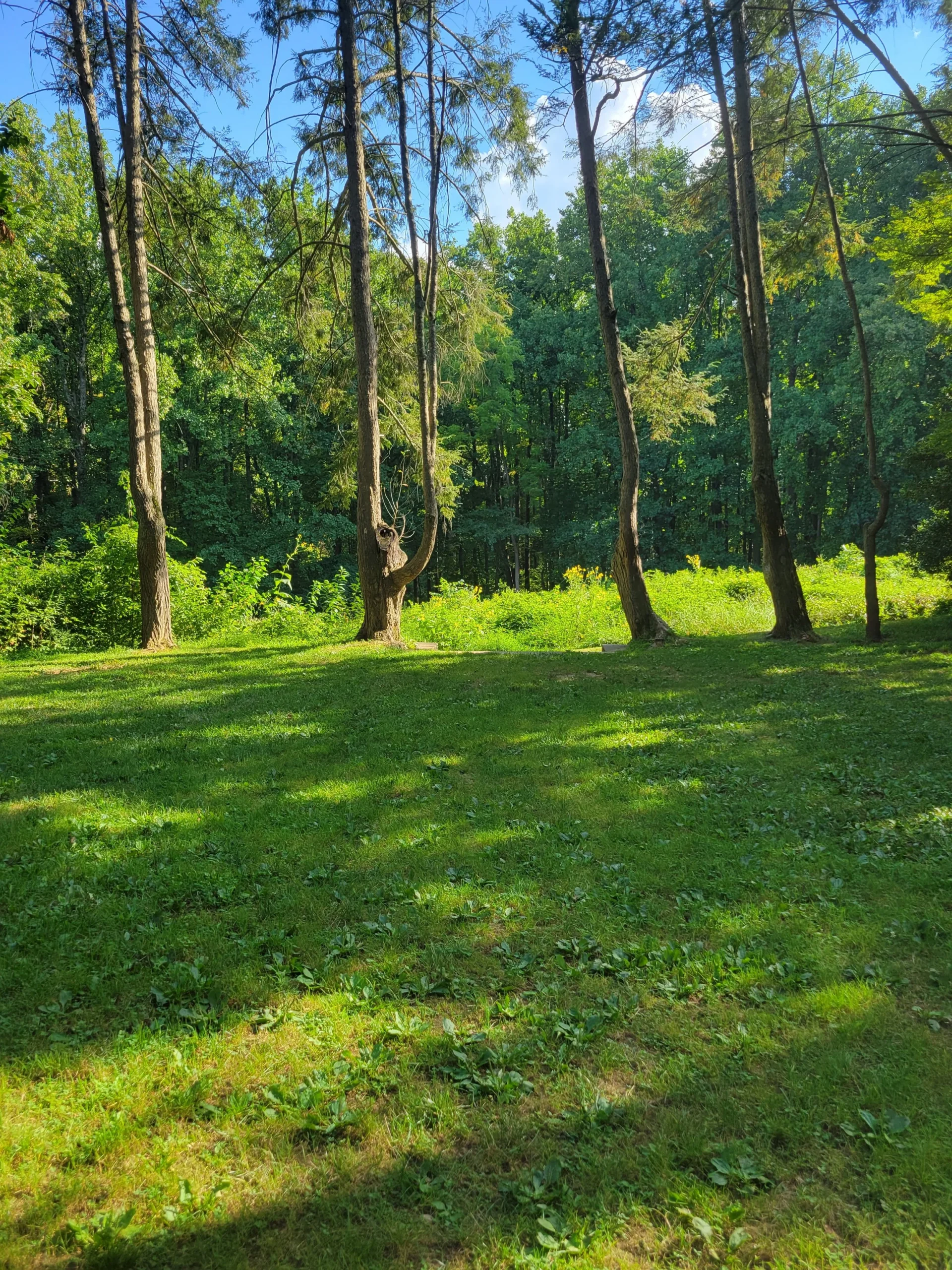 Sunlit clearing in a green wooded park